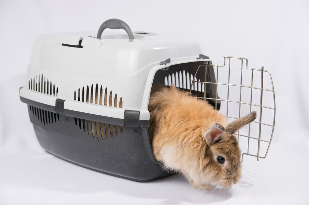 rabbit coming out of a travel carrier