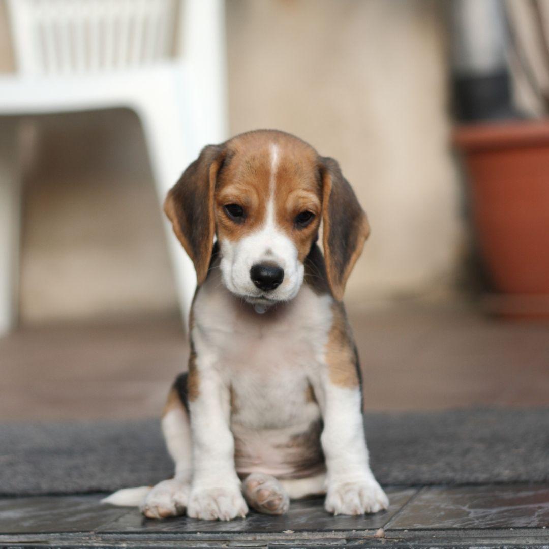 Young beagle puppy