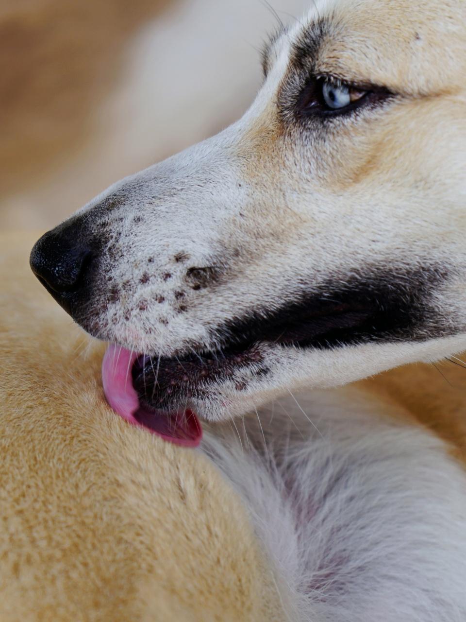 dog lying on the ground and licks his body.