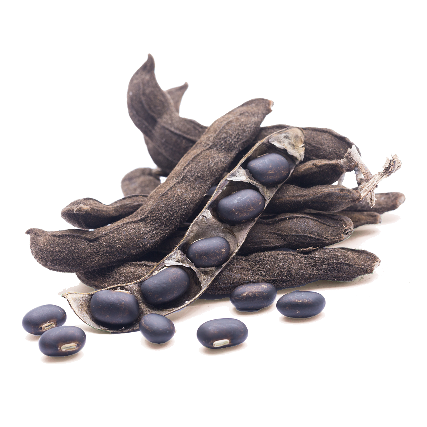 Few velvet beans surrounded by floral artworks