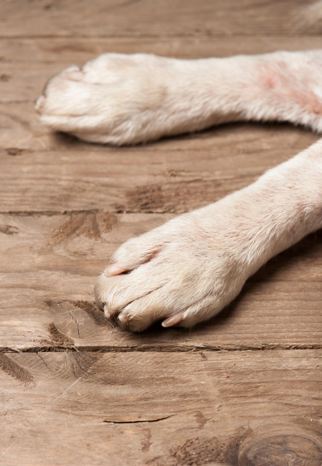 Cute puppy getting a bath in bathroom sink by owner.