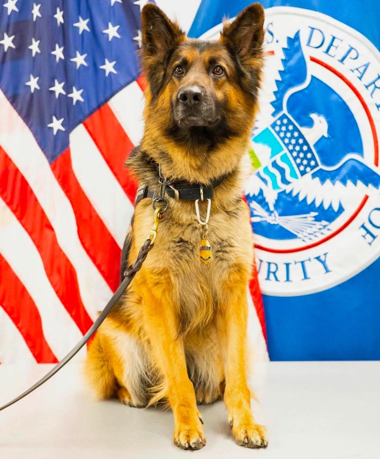 k9 rocky 402 with flag