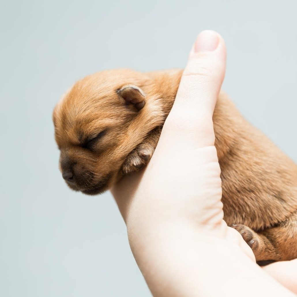 New born puppy on carried by a hand