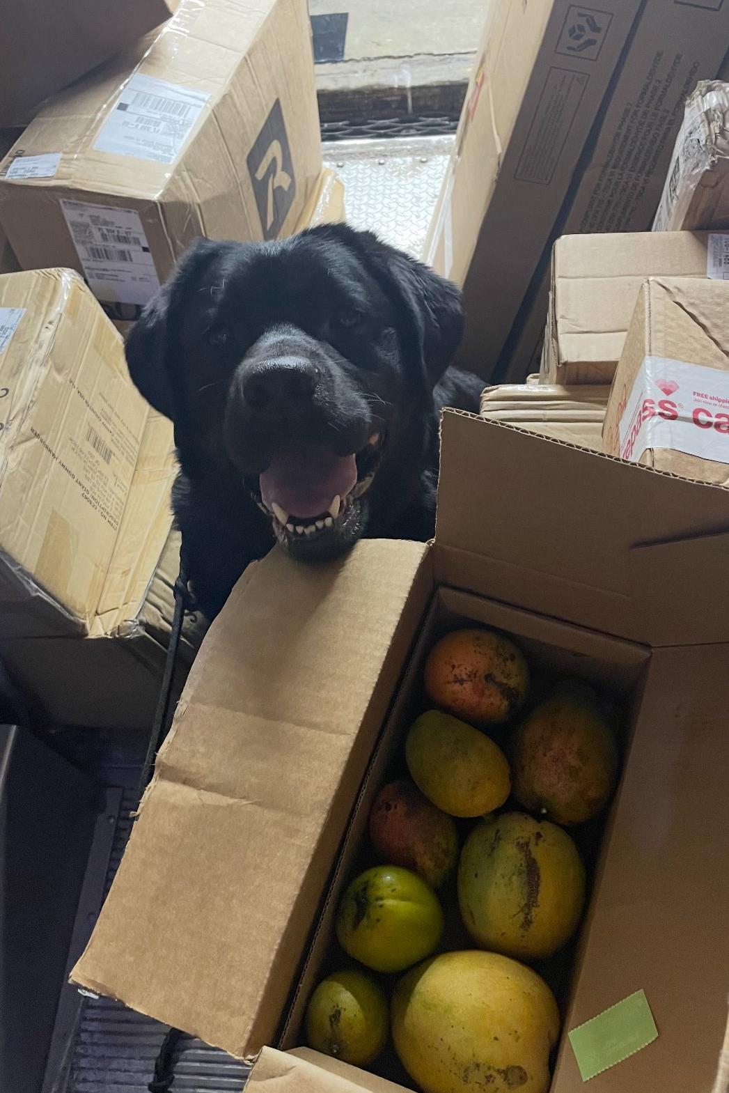 k9 higgenz with mangoes