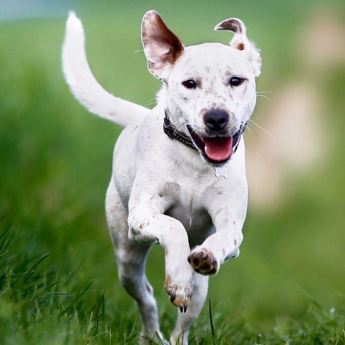 Dog running through field