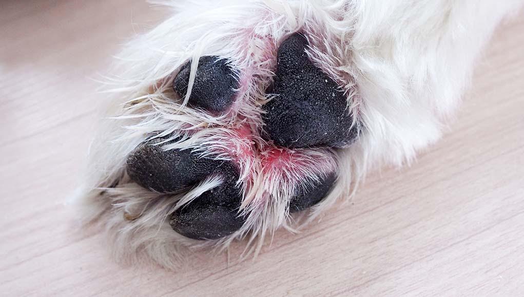 dog itchy paws home remedy