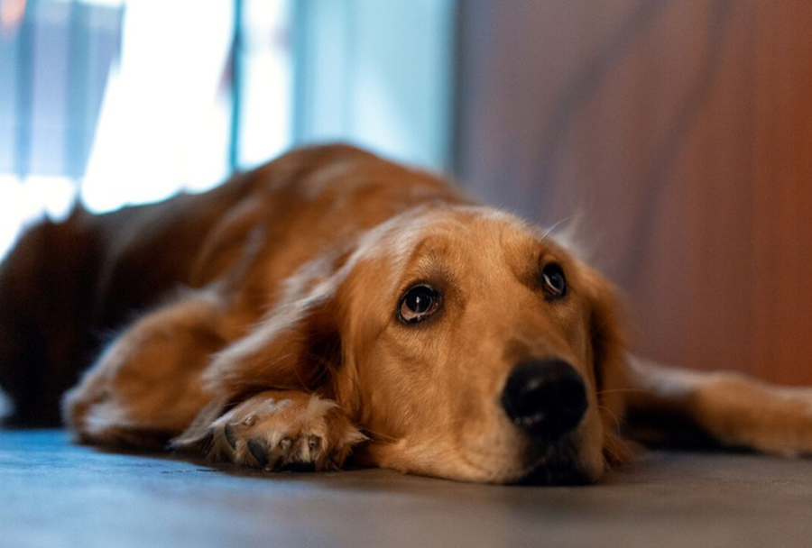 LETHARGIC RETRIEVER LOOKING AT OWNER