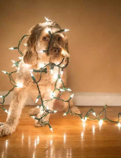 christmas dog anxiety