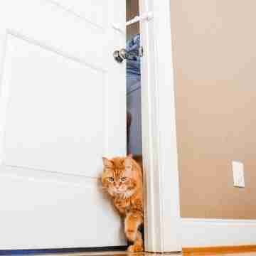 Prop door open for cat