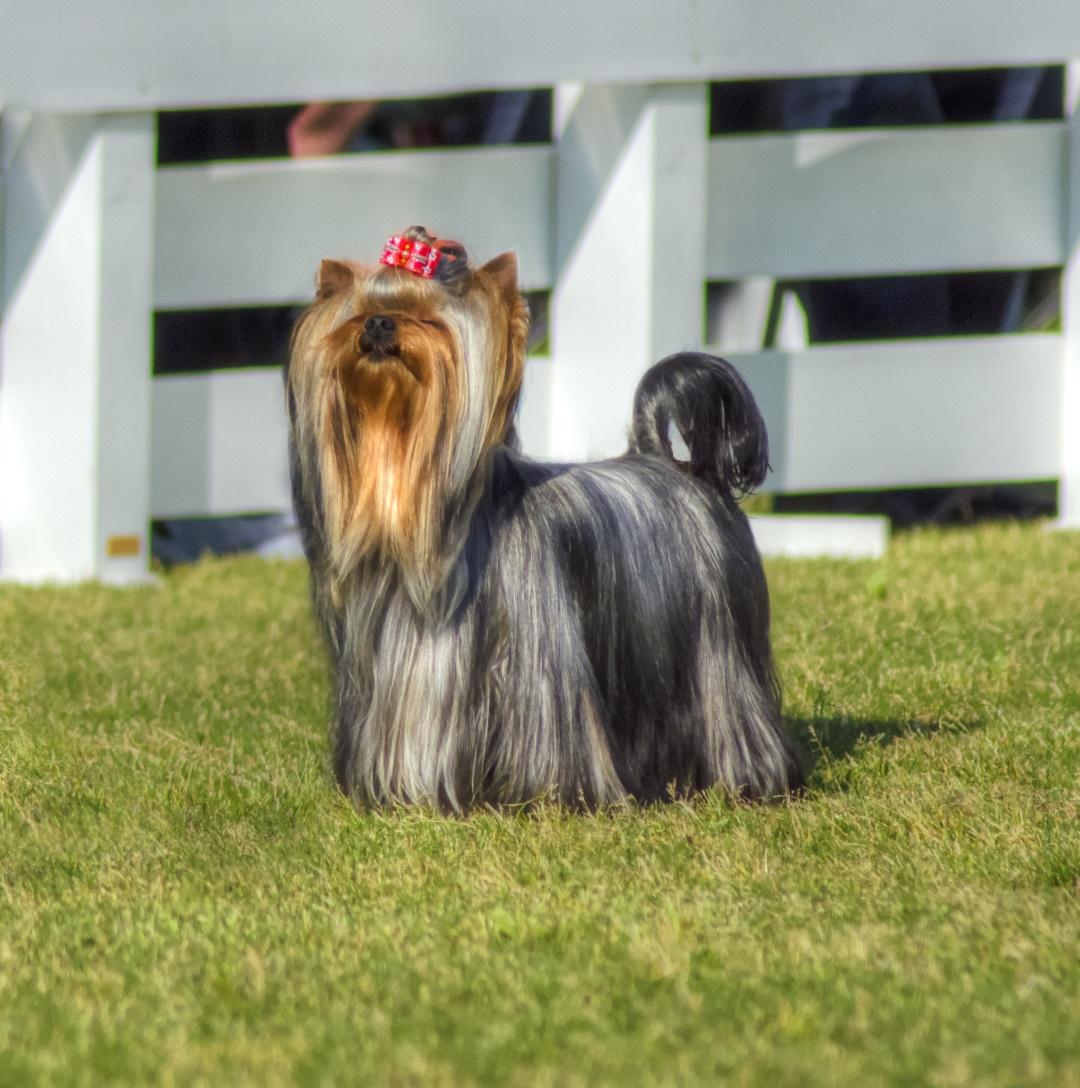 Silky Terrier