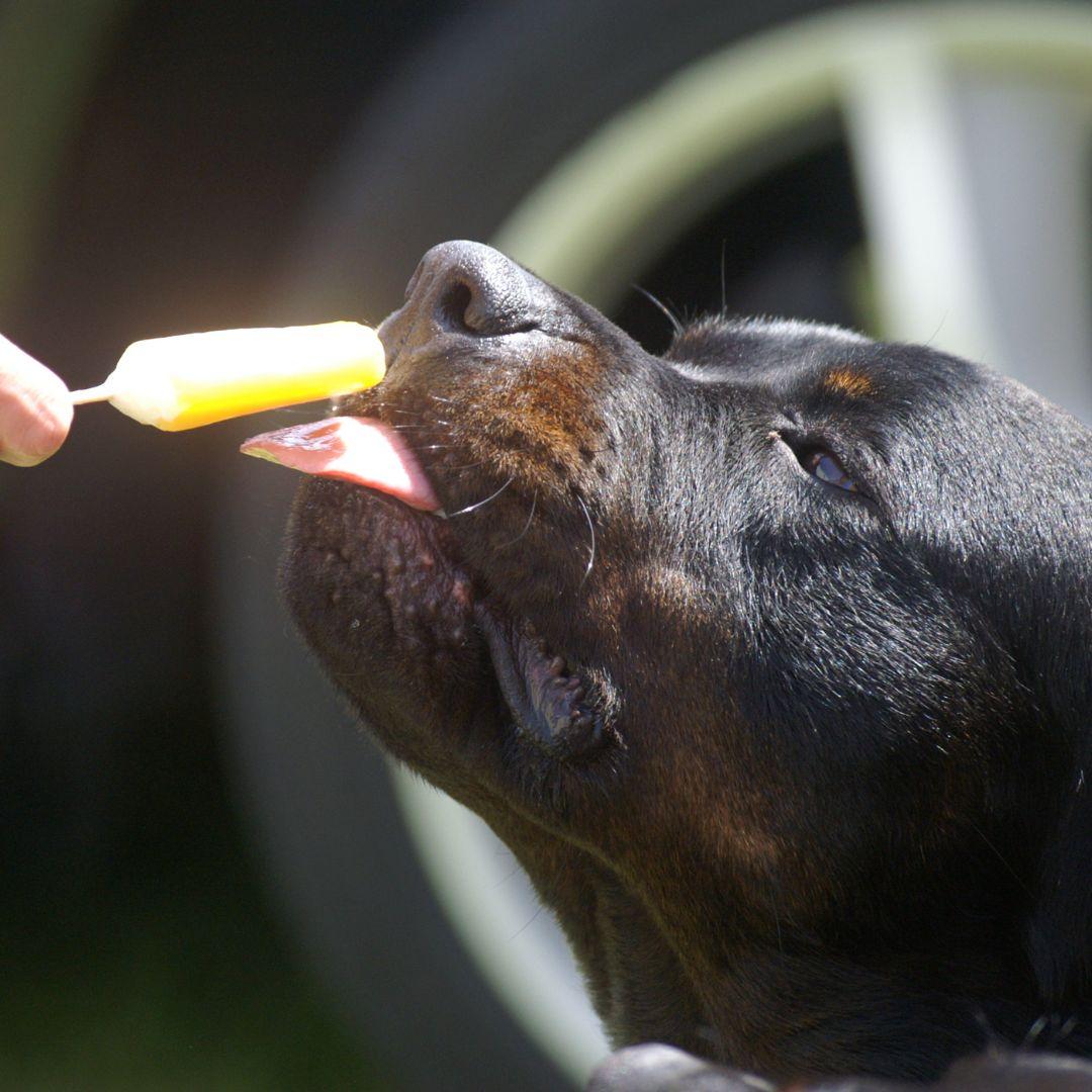 Dog licking ice lolly