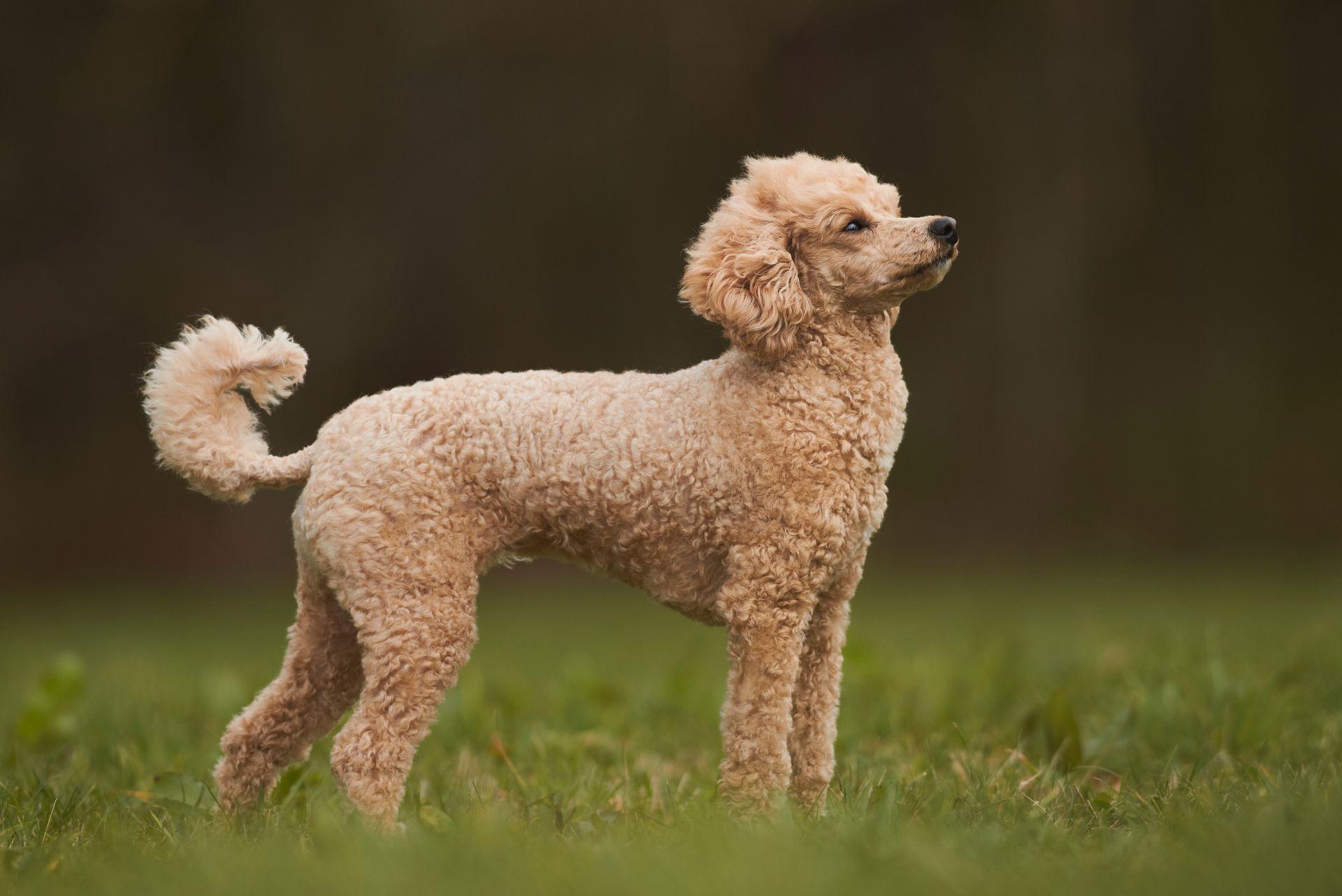 Toy Poodle outdoors