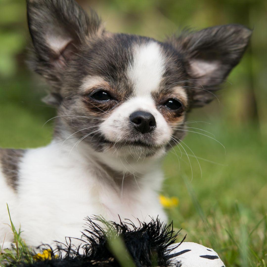 Chihuahua puppy