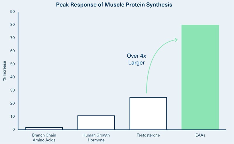 Amino acids helps maintain and build healthy lean muscle tissue.