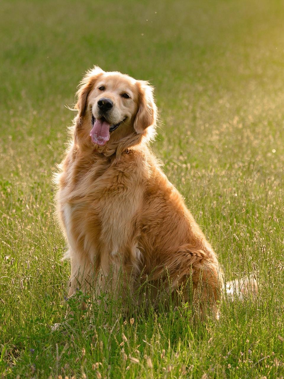 happy mixed breed dog sitting outdoors in summer