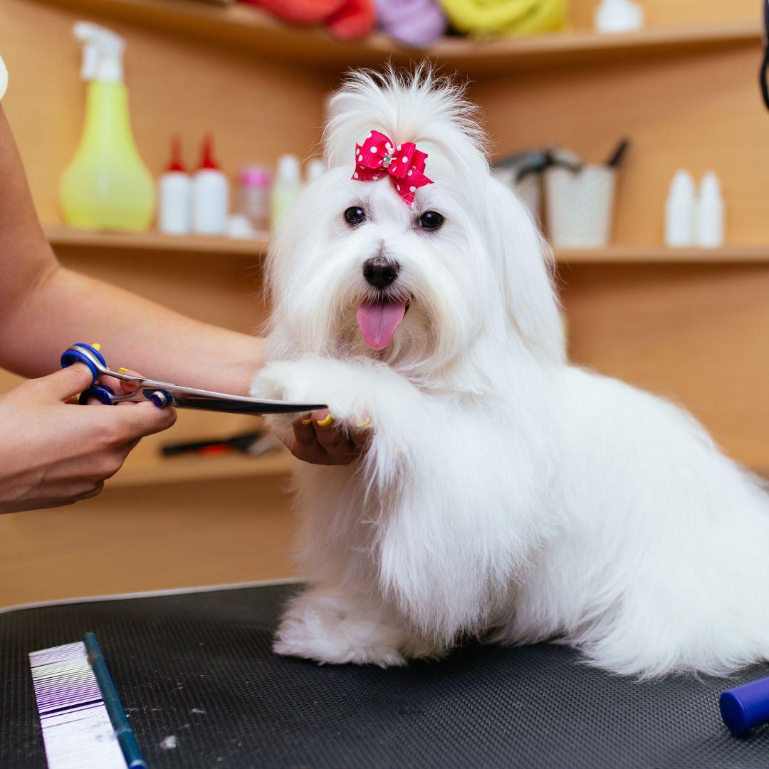 Maltese at groomers