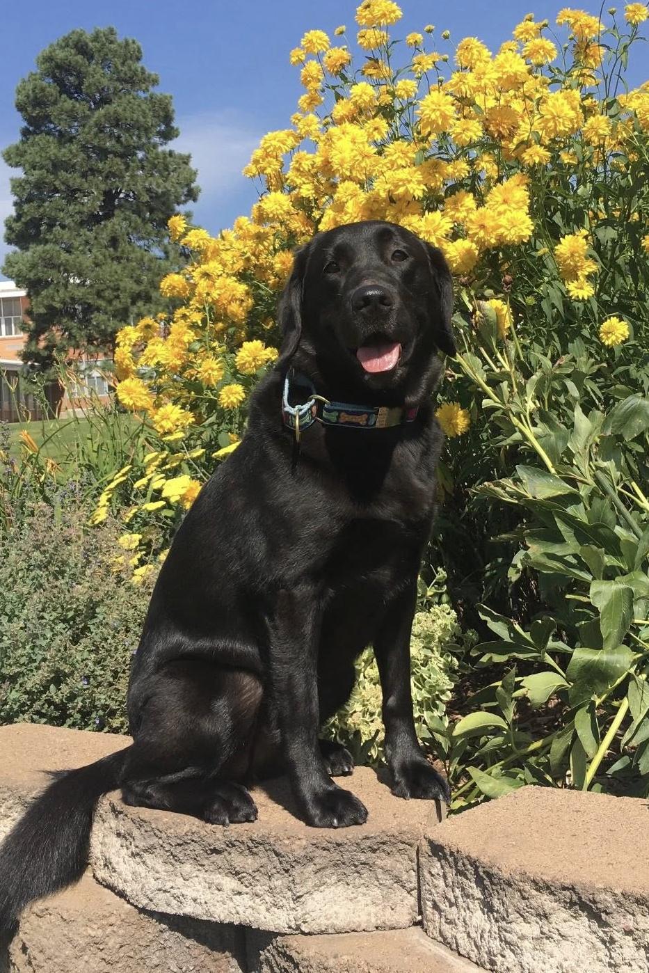 k9 claudette by flowers