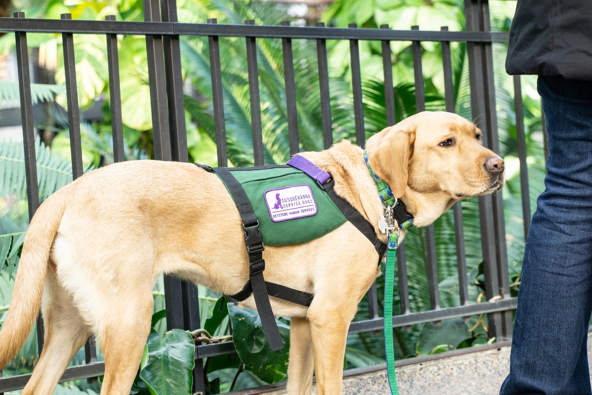 What Are All The Types Of Service Dogs