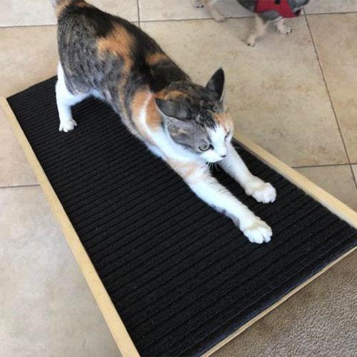 Carpet Best For Cats Carpet Vidalondon