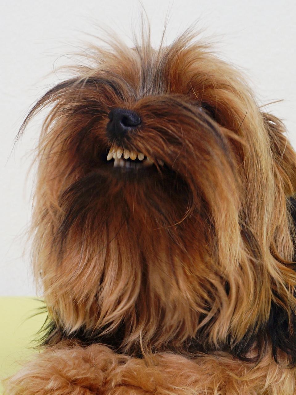 Cute Yorkshire dog smiling. Dog showing his teeth.