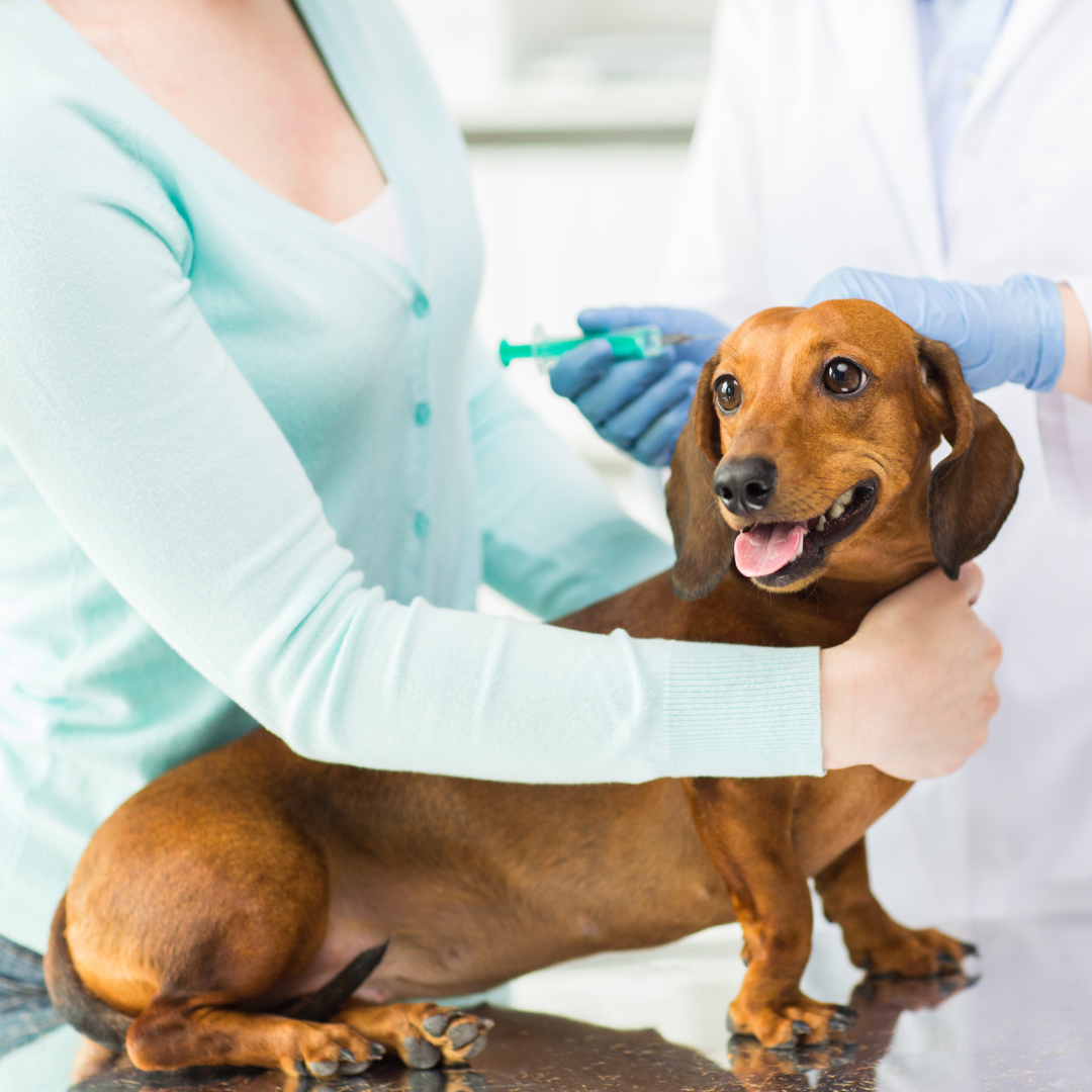 lijecenje zaraznog kaslja kod pasa