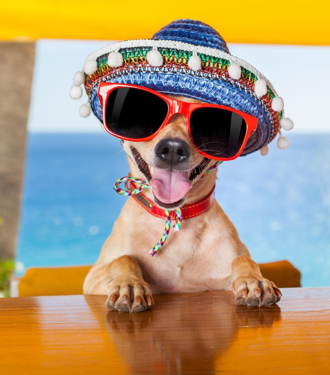 Mexican Chihuahua Girl