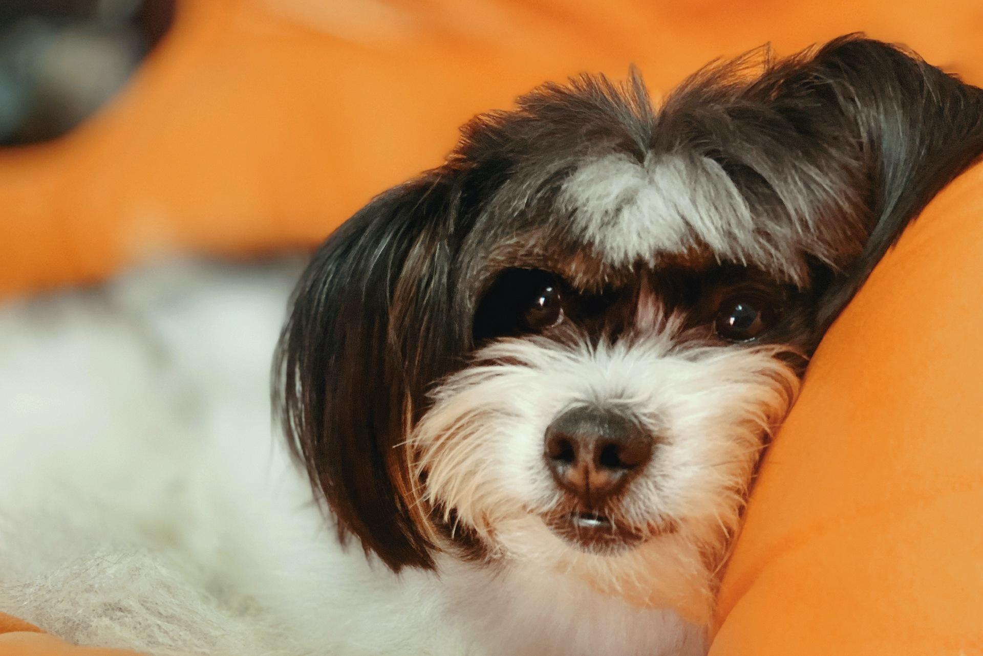 Cute Havanese puppy leaning on an orange pillow