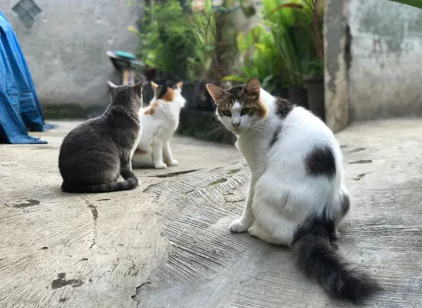 Three cats sitting on a cement floor next to a wall, highlighting their relaxed posture in a domestic setting.