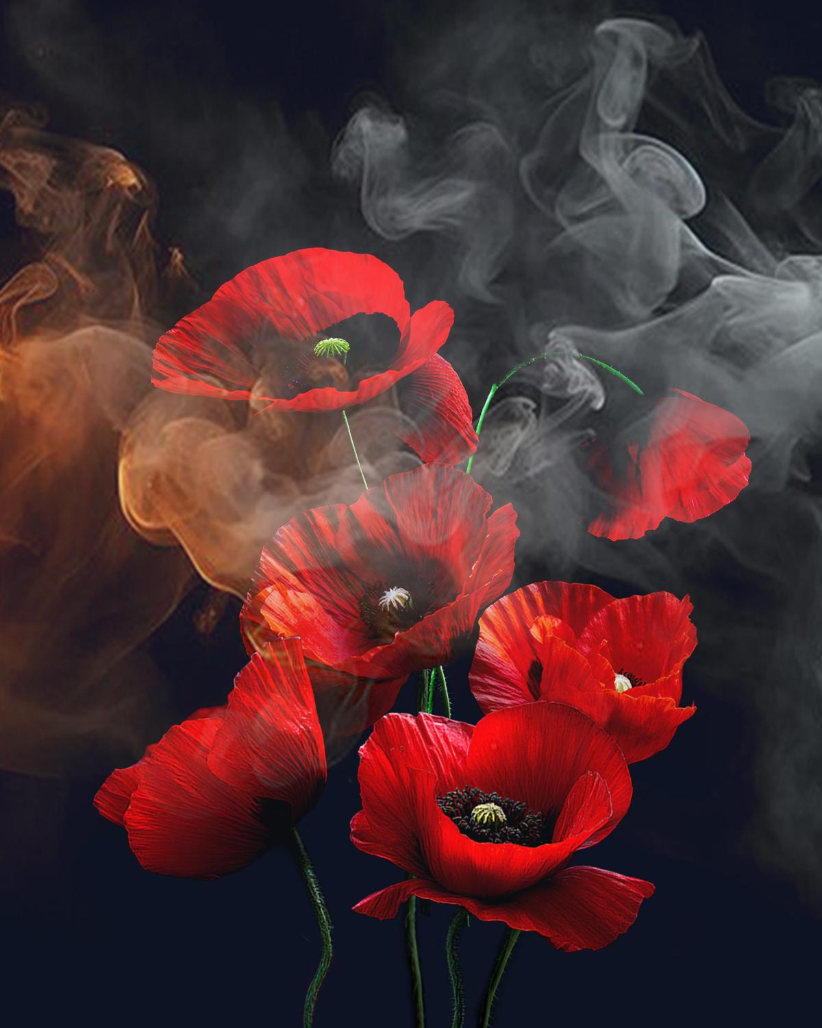 Poppy Flower