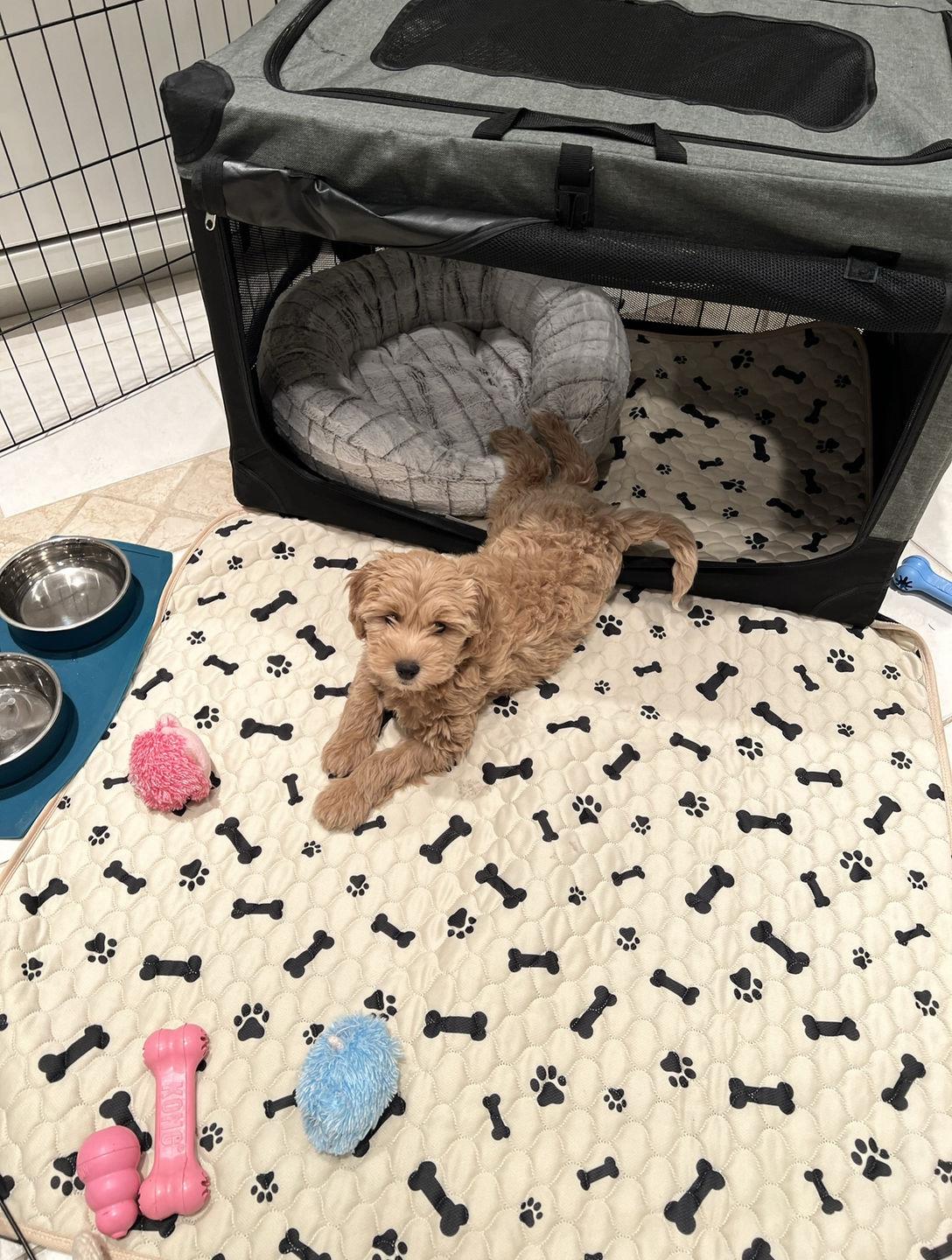 dog with indoor potty training