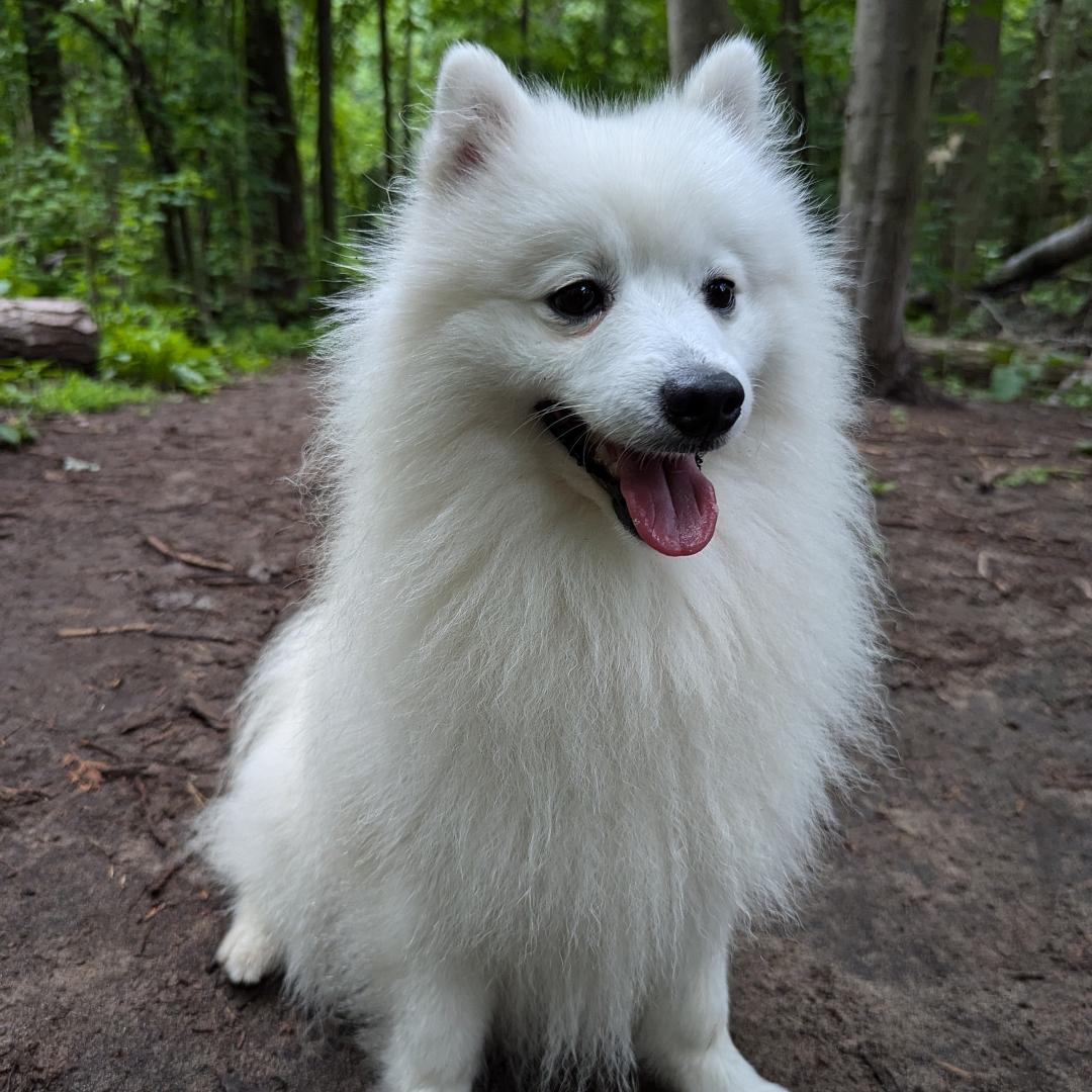 Photo of Samson's Arctic Hercules, a Japanese Spitz dog. Courtesy of Michelle Jackson.