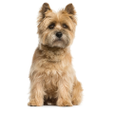 Cairn Terrier
