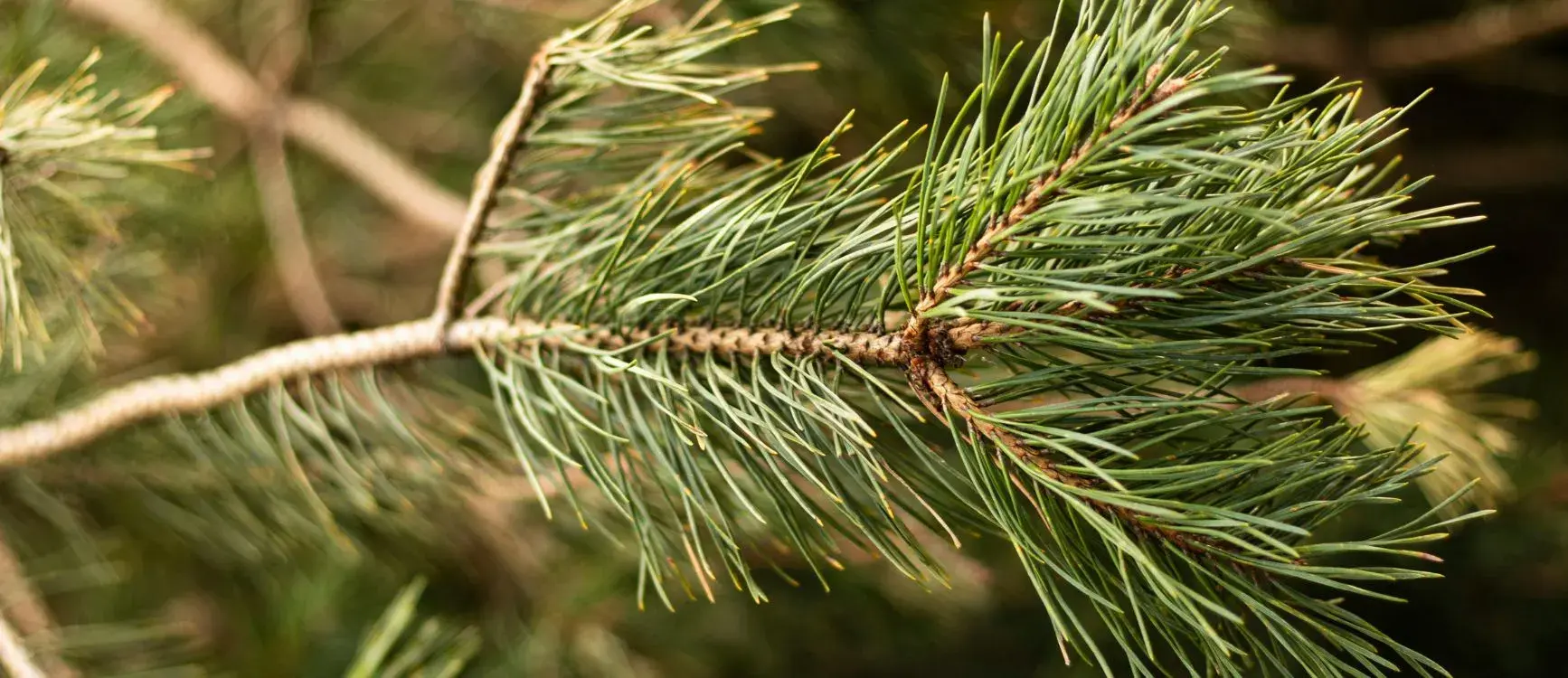 Close-up of a pine tree branch showcasing vibrant green pine needles against a blurred background.