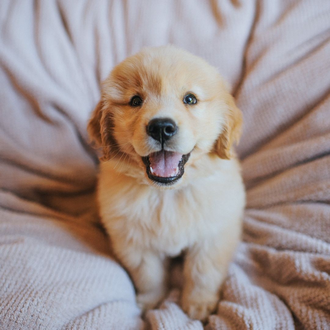 Excited golden retriever puppy