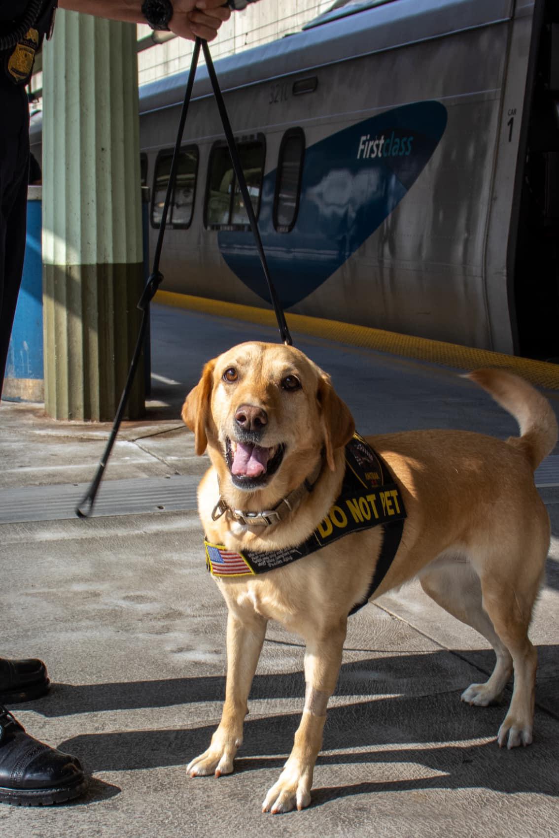 k9 chief 302 at home