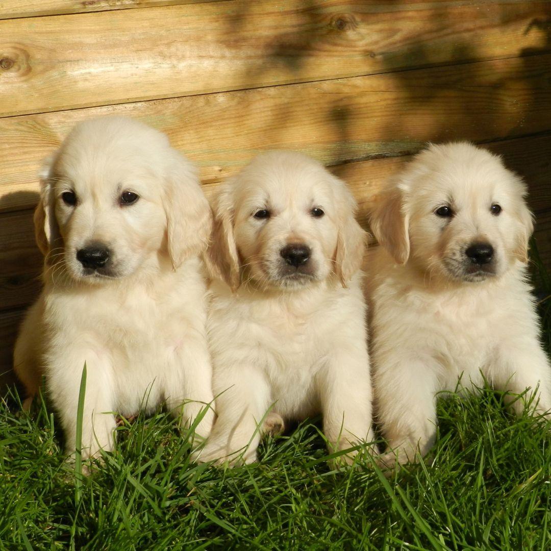 three puppies together