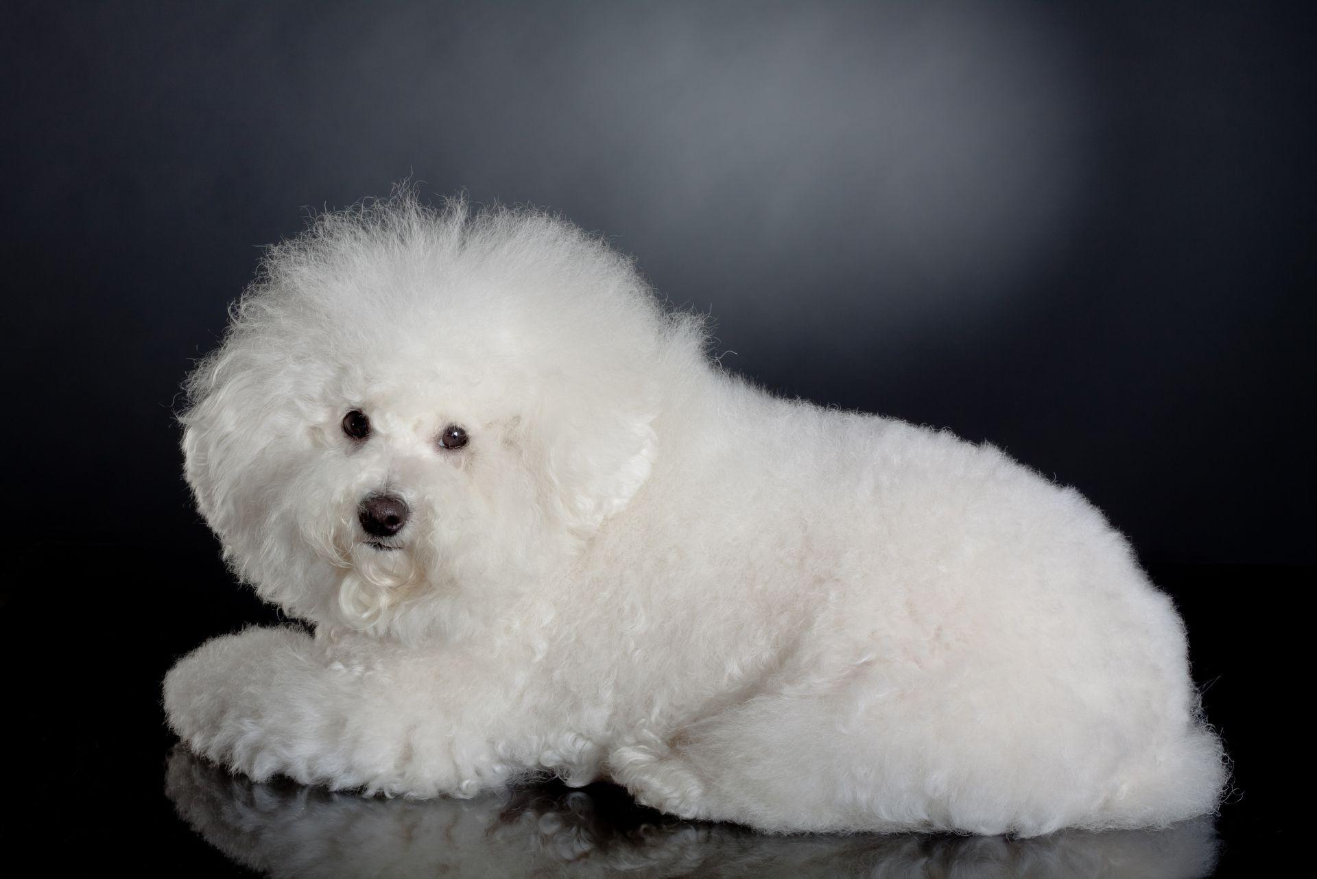 Little bichon frise sitting