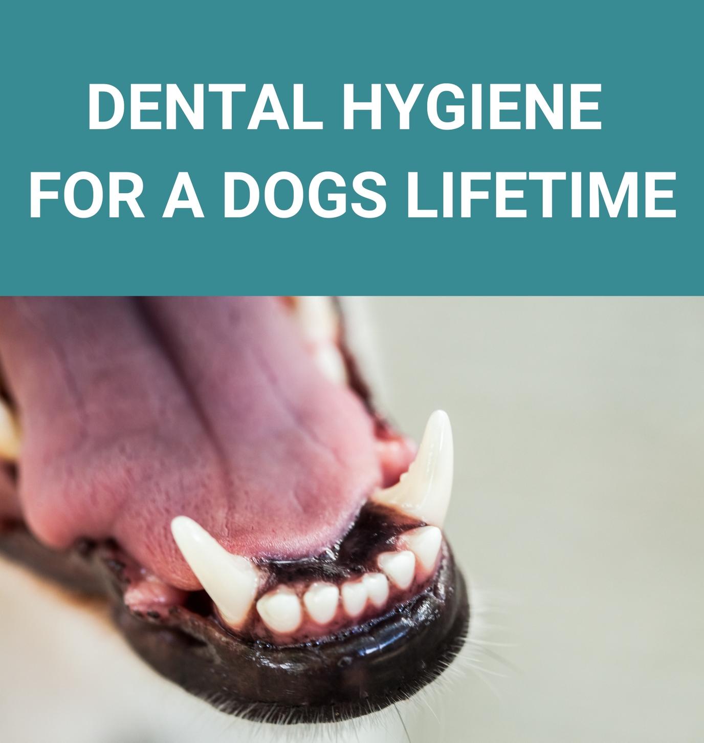 Dental Hygiene For A Dogs Lifetime - From Puppies To Seniors - Potty Buddy™