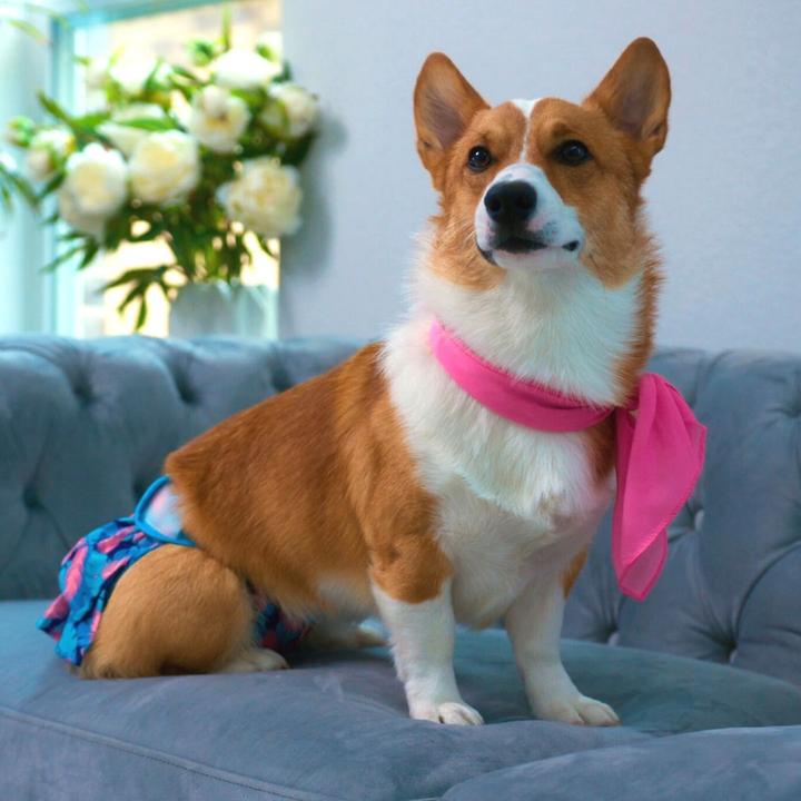 Do Dog Diapers Work? Potty Buddy™