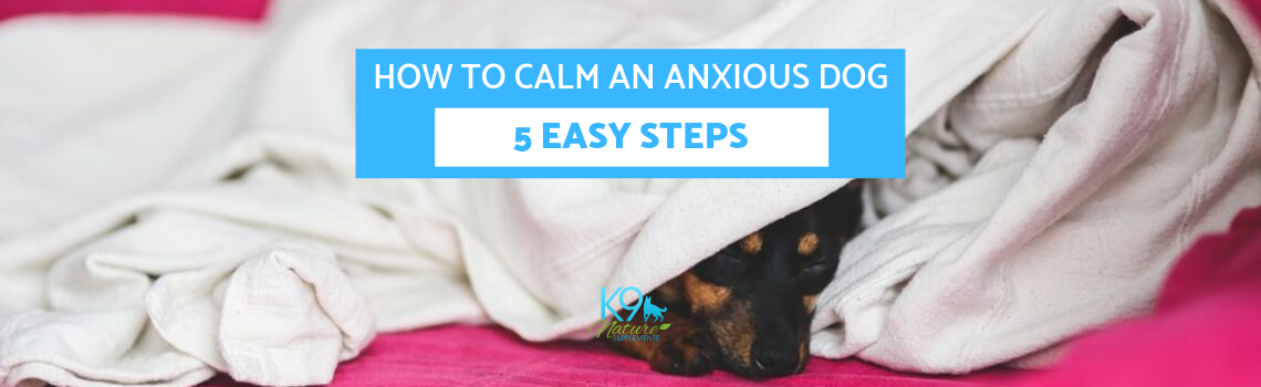 how-to-calm-anxious-dog