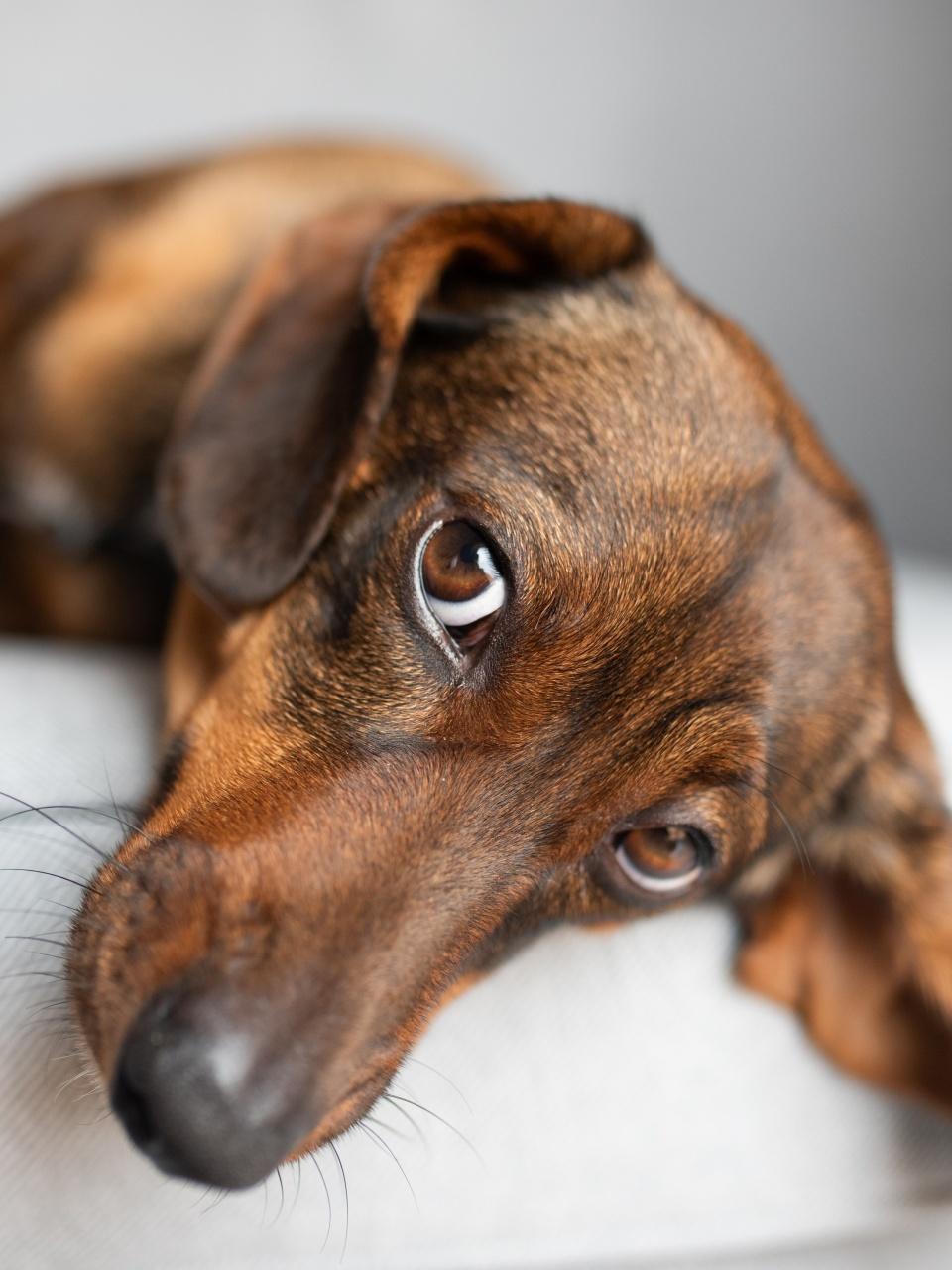 An red-haired or ginger dachshund is resting on a grey fluffy blanket.