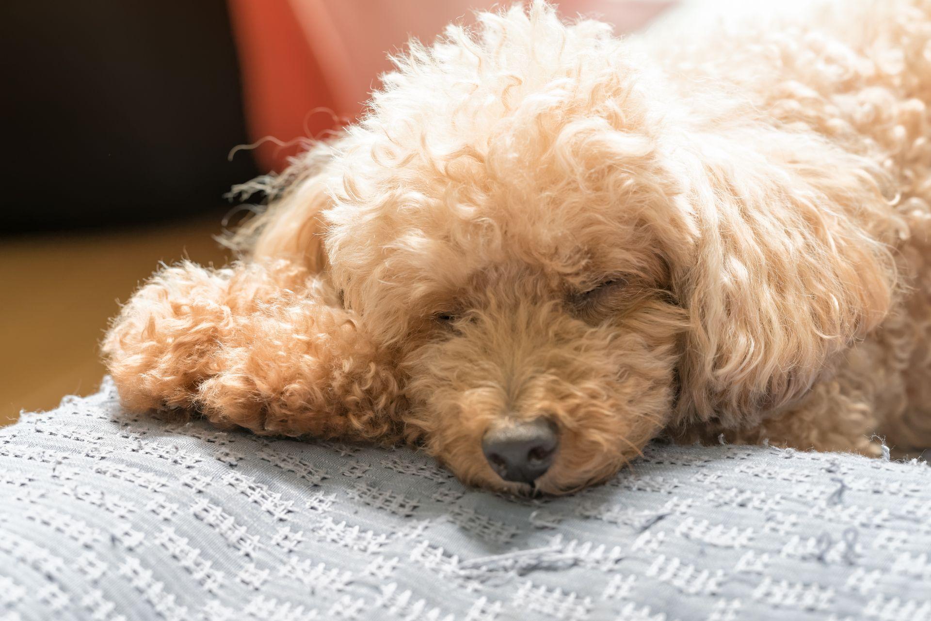 Toy Poodle sleeping