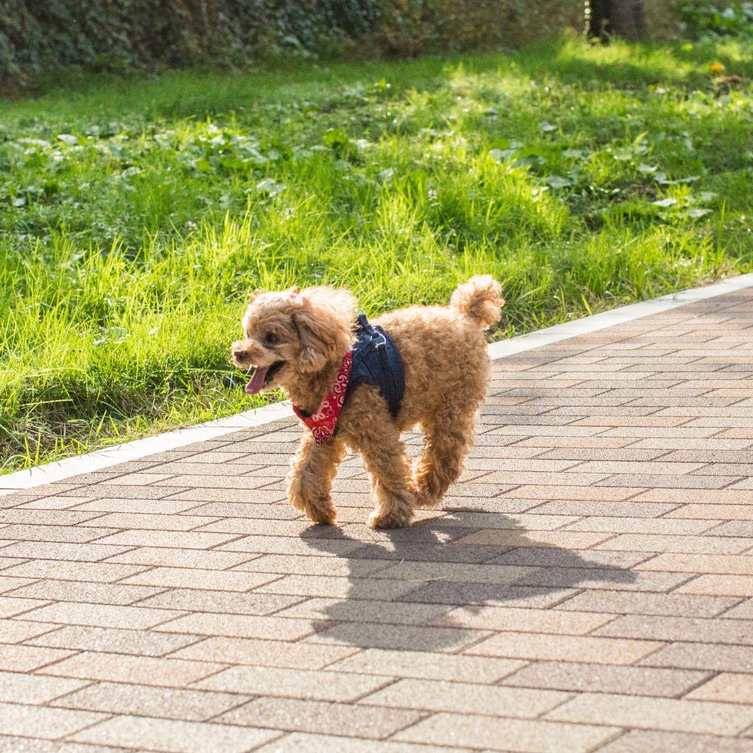 Toy Poodle out on walk