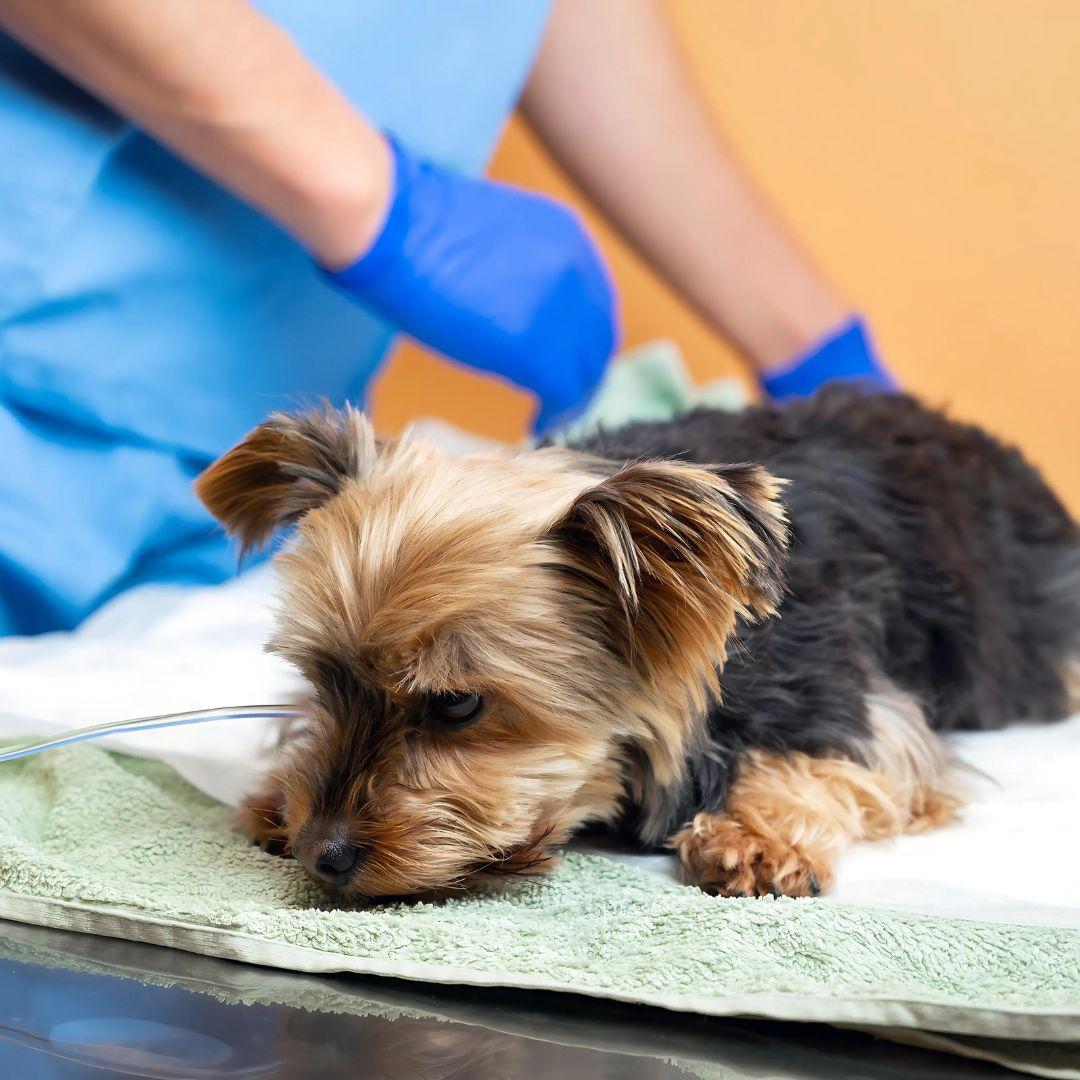 Miniature Schnauzer at vets