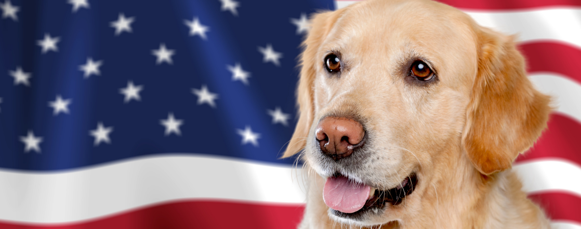 GOLDEN RETRIEVER STANDING IN FRONT OF AMERICAN FLAG