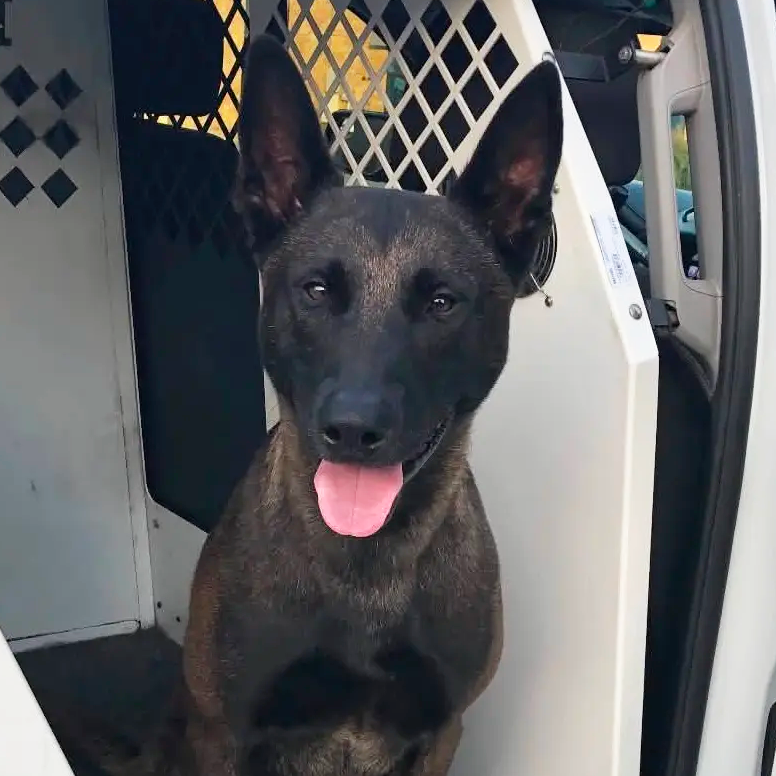 K-9 Breston