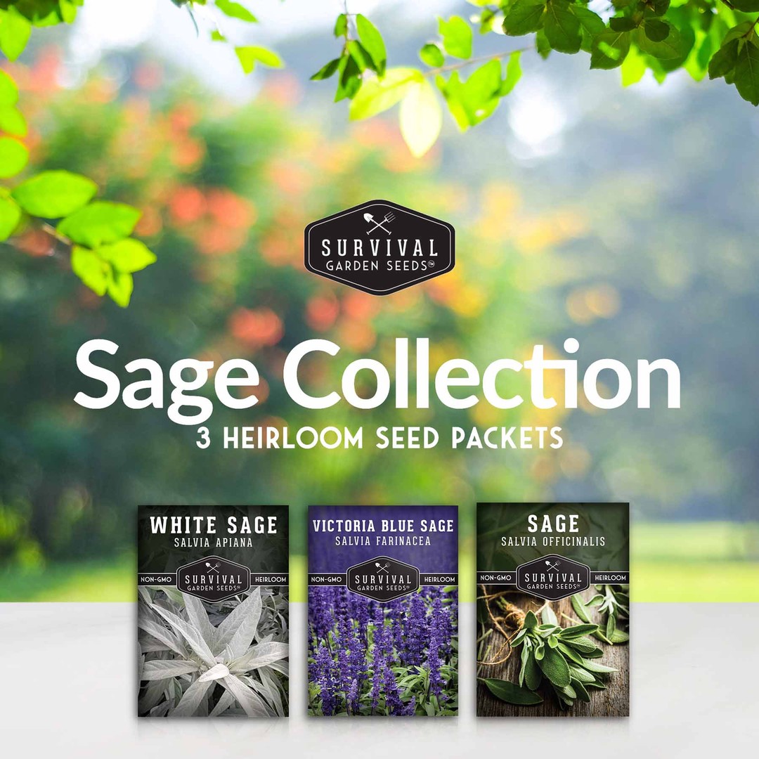 Sage Seed Collection - 3 Heirloom herb seed packets