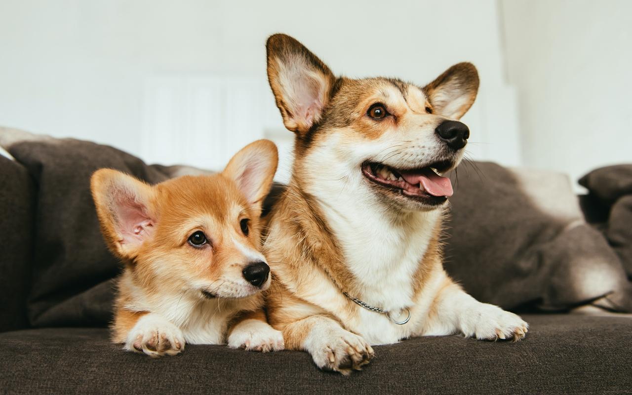 welsh corgi dogs sitting on sofa in living room at home