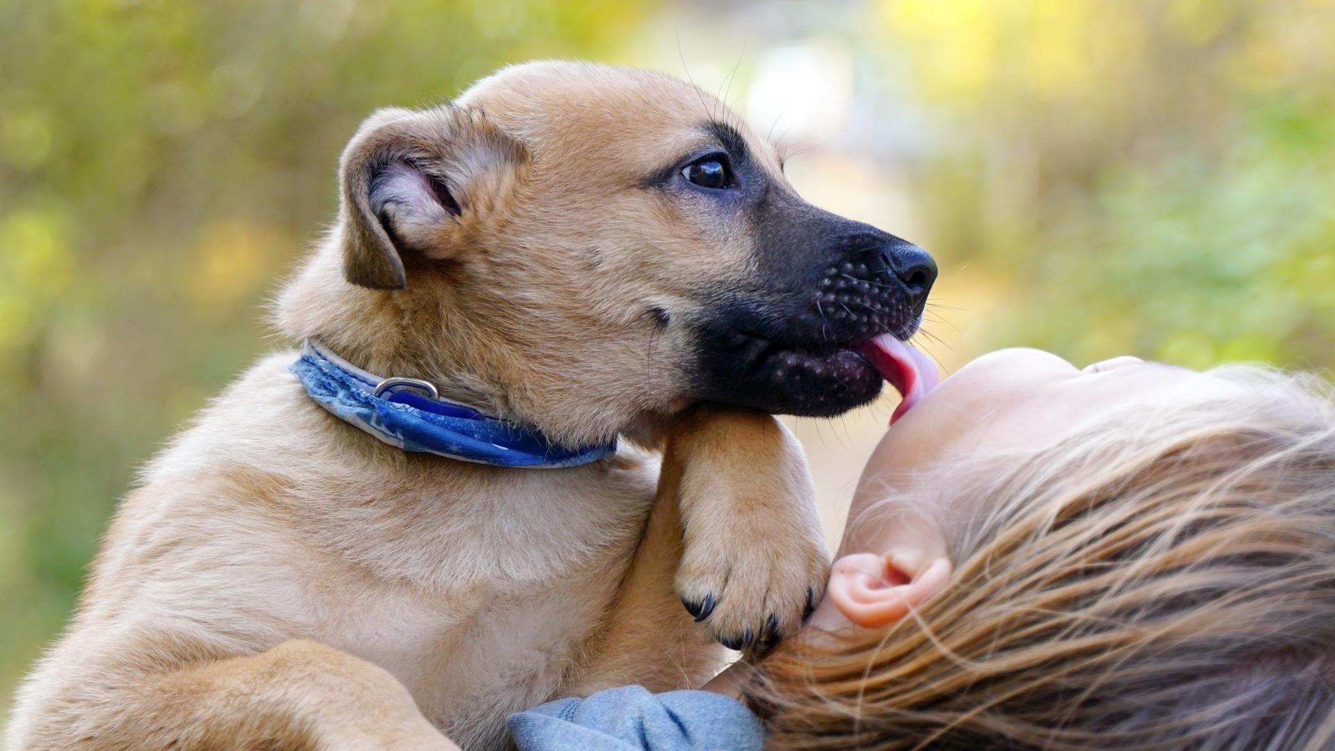 Little Red Puppy licks a girl.