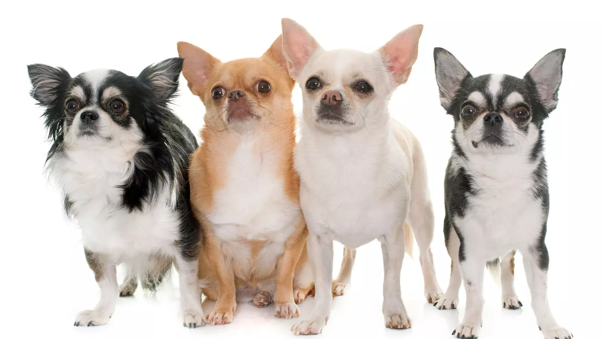 Chihuahua Dogs